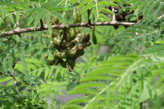 Dichrostachys cinerea